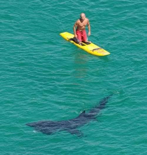 Shark swims by paddle surfer