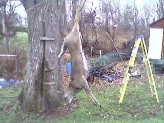 http://img.photobucket.com/albums/v251/tallywhacker/deer.jpg