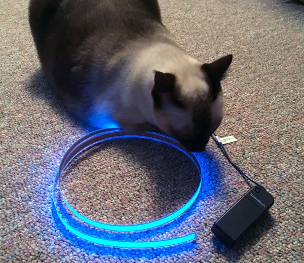 Ellie-wire.jpg