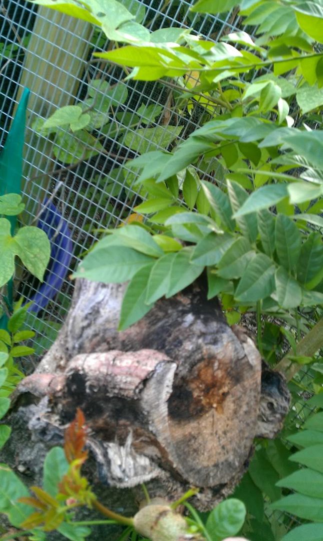 IMAG0014.jpg