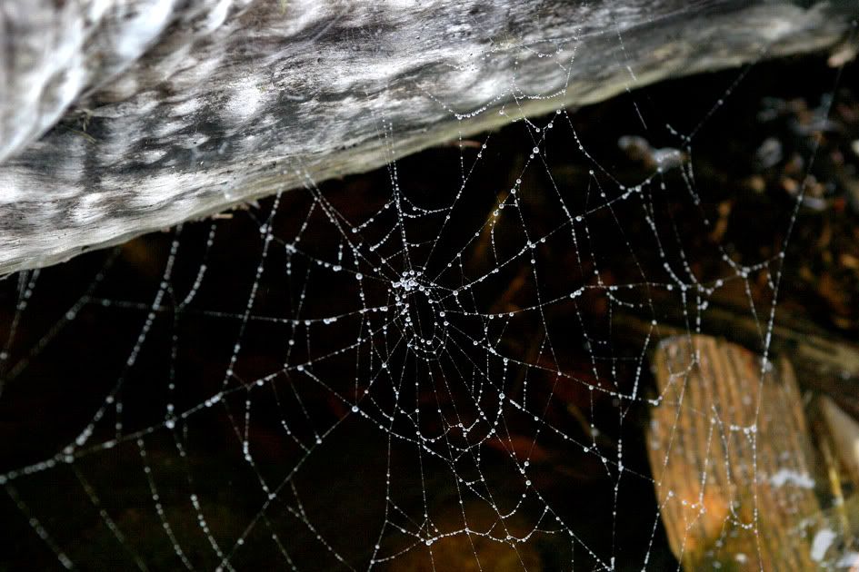 Web