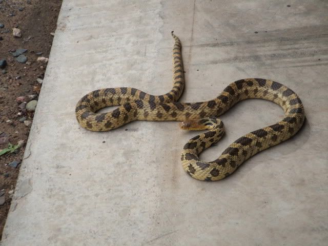 SnakeMay2009001.jpg
