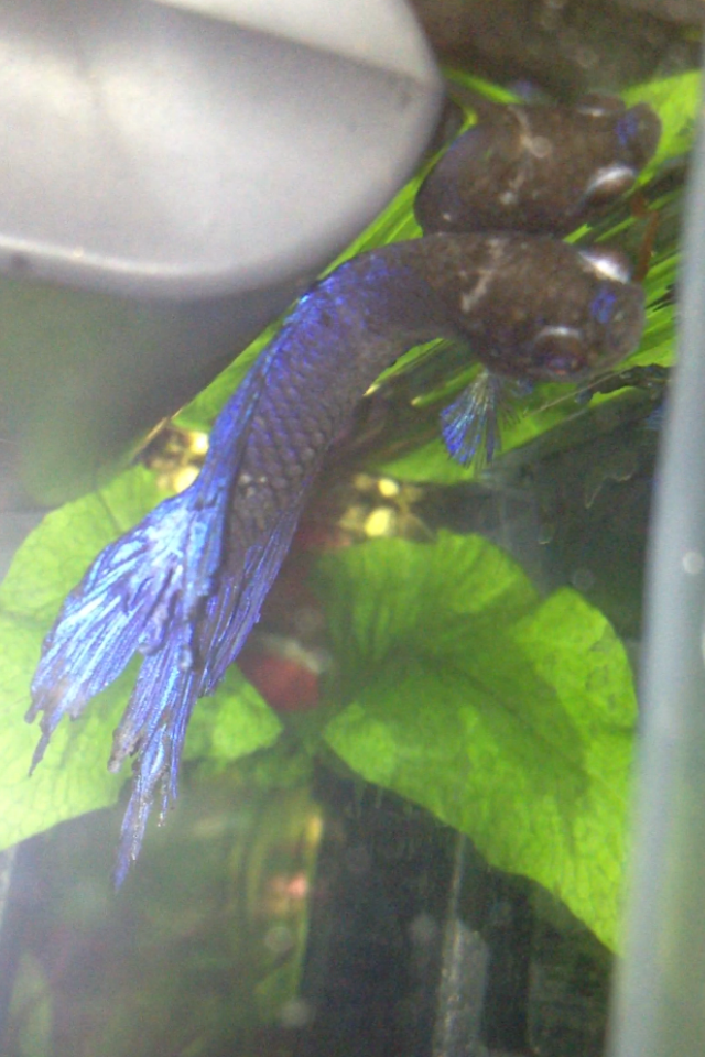 white-spot-on-betta-s-head-164593