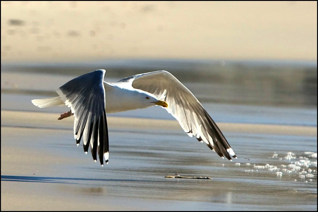 IMAGE: http://img.photobucket.com/albums/v252/jason72g/p358383616.jpg