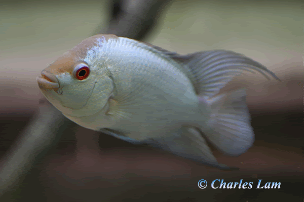 platinum flowerhorn