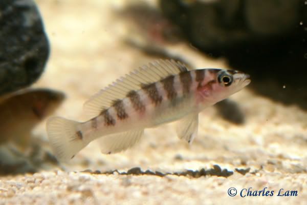 Tanganyika+cichlids+list