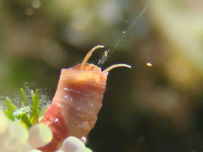 Vermetid Snail Pics From My Tank To Help Identify That Web In