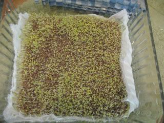 Chia 48 hours