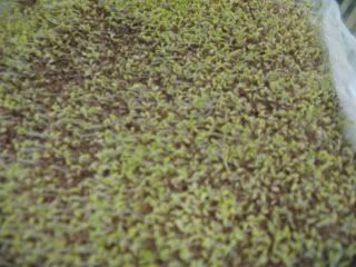 chia 48 hours