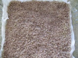 Chia 24 hours