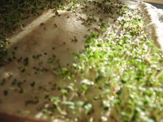 chia first attempt