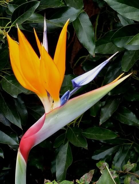 birdofparadise09.jpg