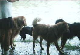 dog lake