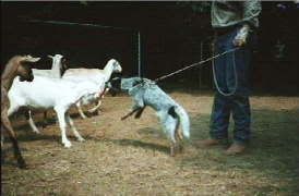 first herding lesson for Fina's ACD pup