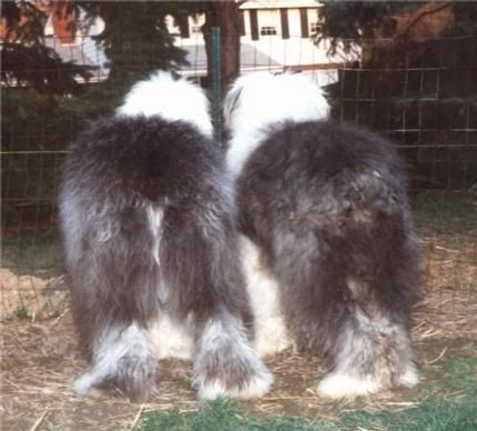 Cyndi's rescued Old English Sheepdogs