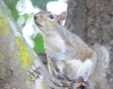 squirrel in magnolia tree