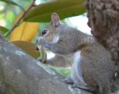 squirrel in magnolia tree