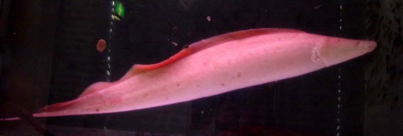 aba aba knifefish