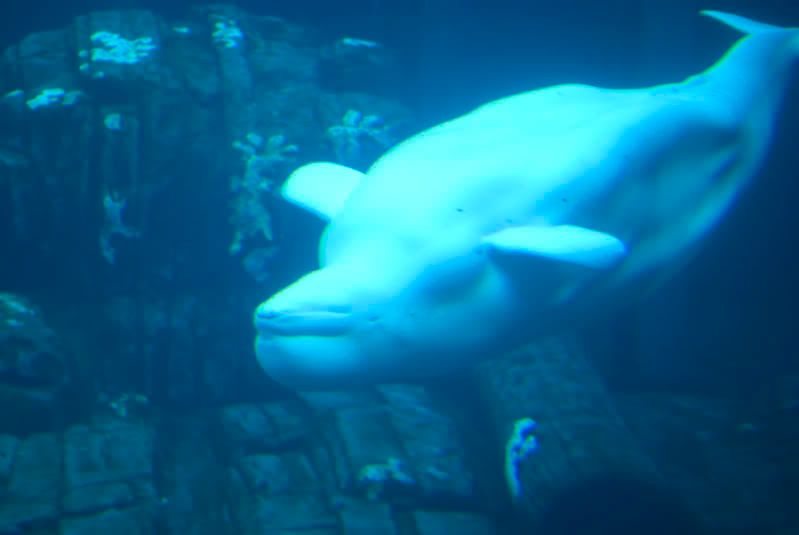 beluga whale facts for kids. eluga whale facts for kids.