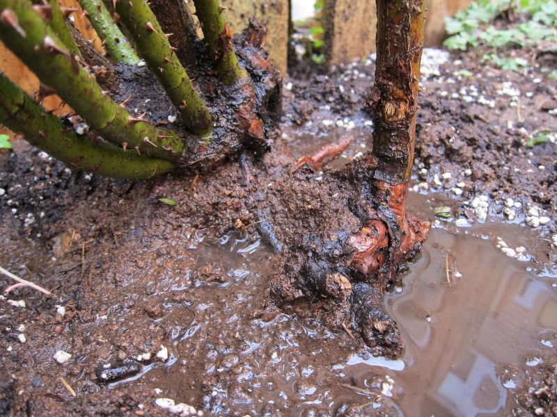 Torn bud union leads to dying cane, any cure? •