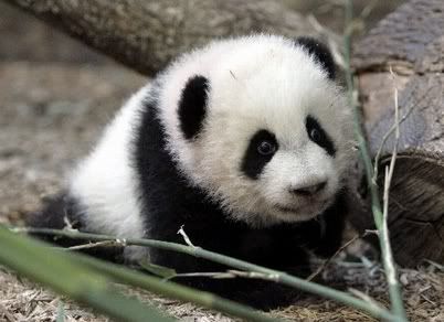 osito panda spectacle