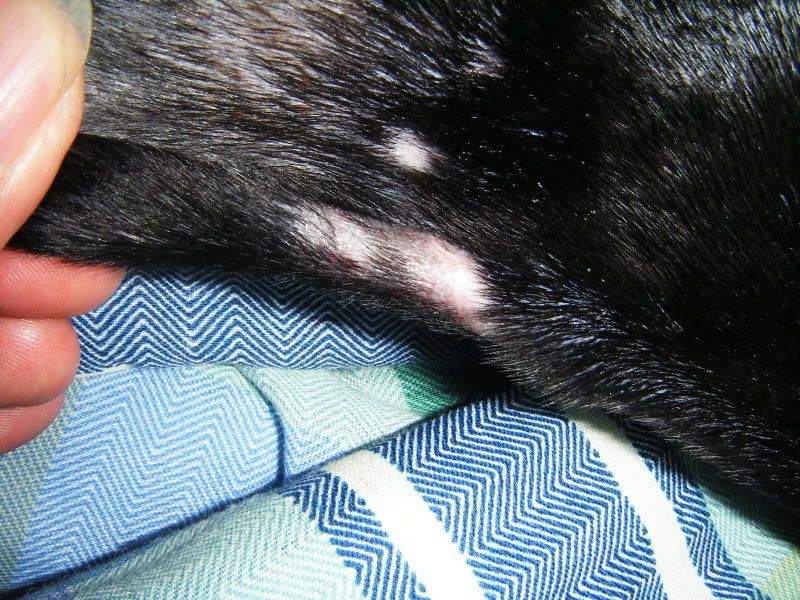 ear posting scars..will hair grow? Doberman Forum Doberman Breed