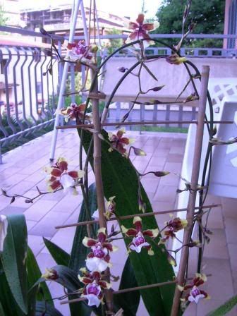 Oncidium1.jpg