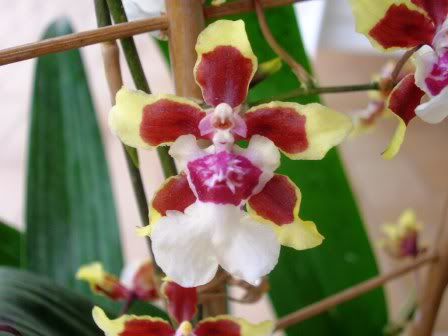 Oncidium2.jpg