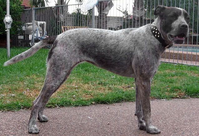 Pitbull X Greyhound