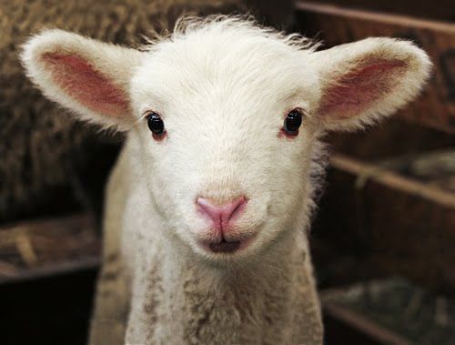 Cutest Lamb Ever photo sweetlittlesmilinglamb.jpg
