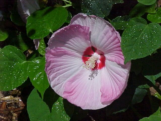 Photobucket - Video and Image Hosting