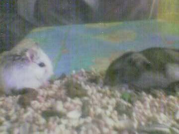 Image hosting by Photobucket