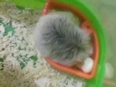 Image hosted by Photobucket.com