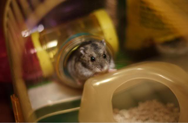 Image hosted by Photobucket.com