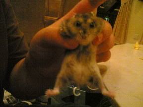 Image hosted by Photobucket.com