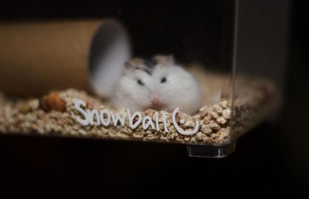 Image hosted by Photobucket.com