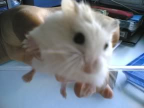 Image hosted by Photobucket.com