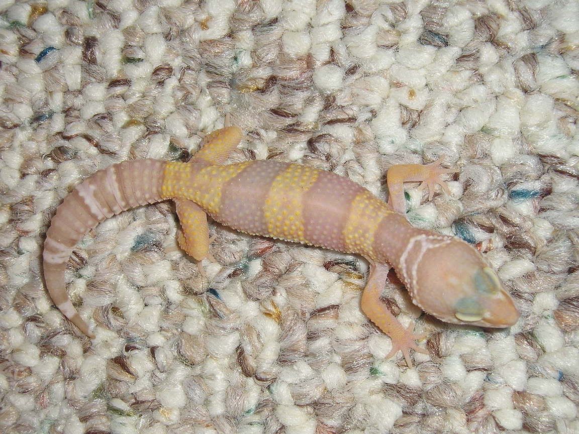 LeopardGecko018.jpg