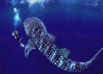 Whale-Shark01.png