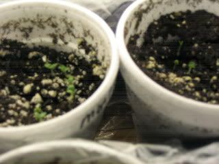 the baby plants