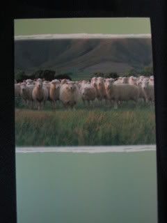 my sheepie card from bernie