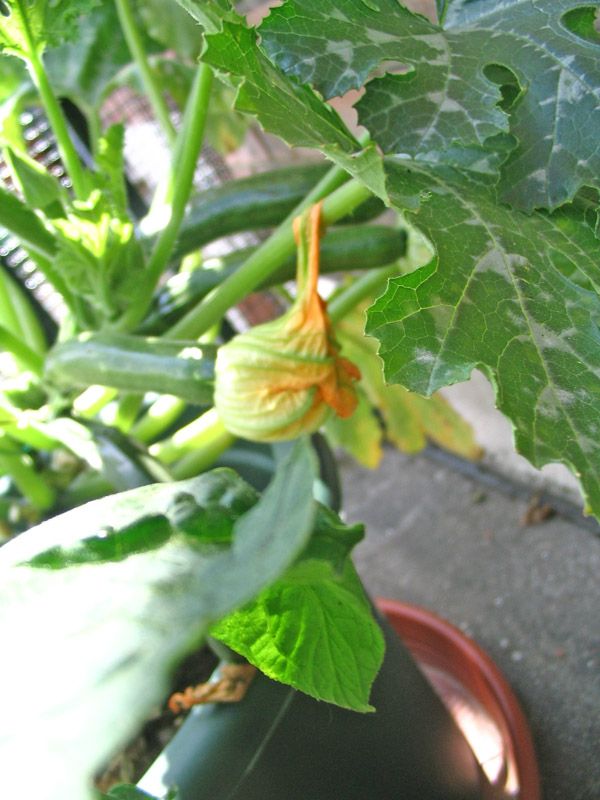 http://img.photobucket.com/albums/v258/ParisBreizh/courgette_fleur.jpg