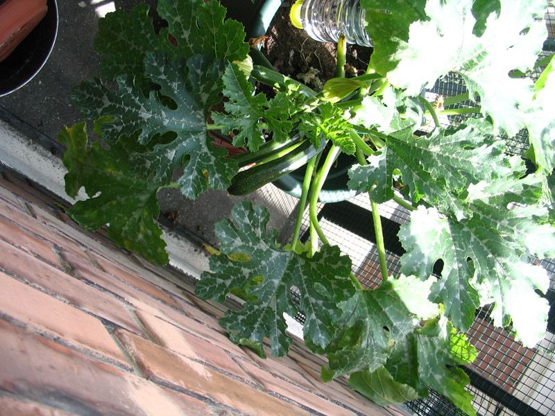 http://img.photobucket.com/albums/v258/ParisBreizh/courgettes2.jpg