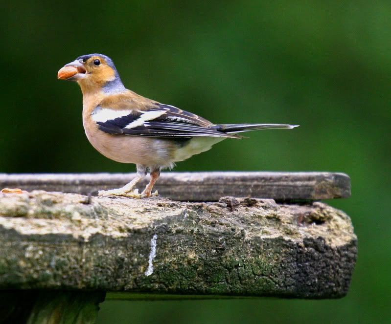 IMAGE: http://img.photobucket.com/albums/v258/Ryan04/Photography/BirdThingSmall.jpg