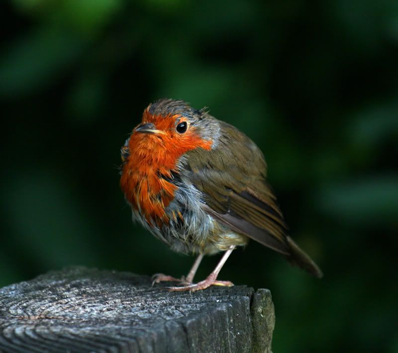 IMAGE: http://img.photobucket.com/albums/v258/Ryan04/Photography/RobinSmall.jpg