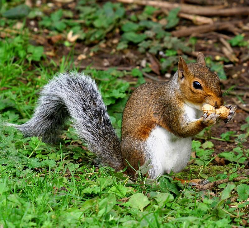 IMAGE: http://img.photobucket.com/albums/v258/Ryan04/Photography/SquirrelEatSmall.jpg