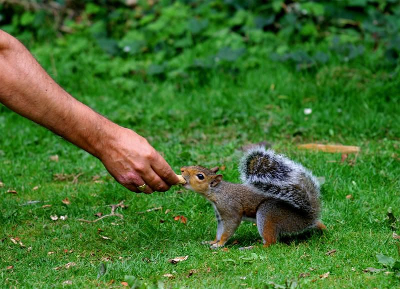IMAGE: http://img.photobucket.com/albums/v258/Ryan04/Photography/SquirrelSmall.jpg