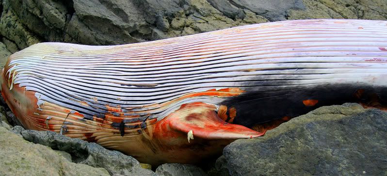 IMAGE: http://img.photobucket.com/albums/v258/Ryan04/Whale/1.jpg