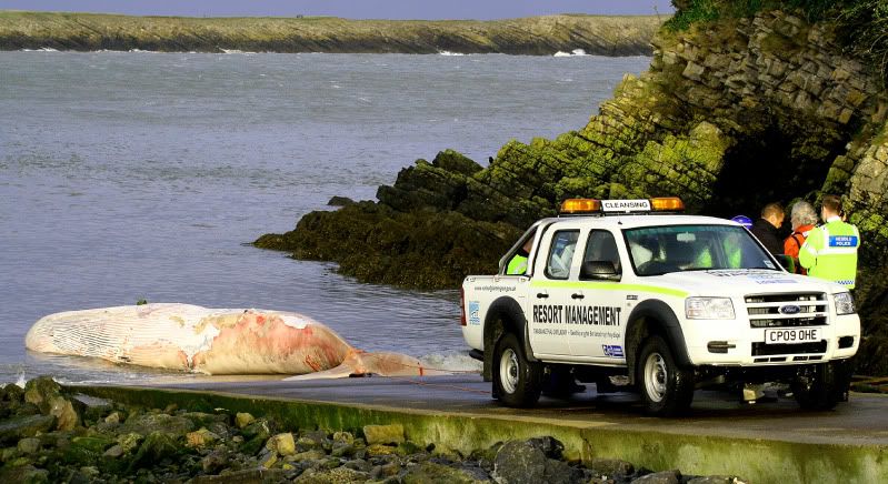 IMAGE: http://img.photobucket.com/albums/v258/Ryan04/Whale/12.jpg