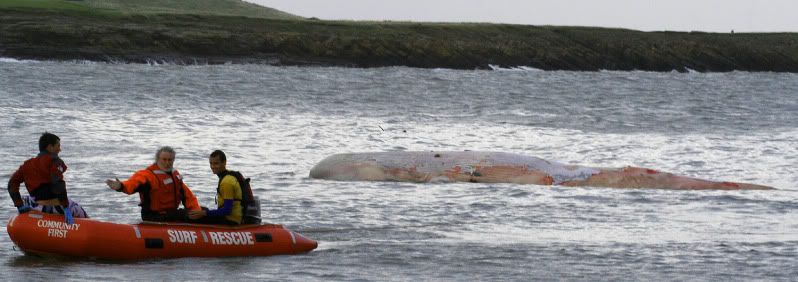 IMAGE: http://img.photobucket.com/albums/v258/Ryan04/Whale/13.jpg